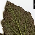 SpeciesSub: var. purpurascens